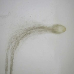 Seminalis 50 ml  -  Orto Parisi免费咨询和运输！!