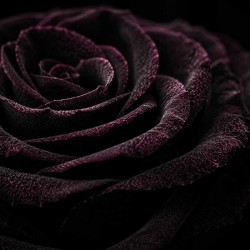 Rosanostra - Spiritica