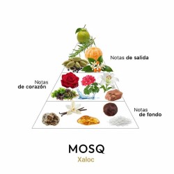 Xaloc - Mosq Consulting und freies Verschiffen!