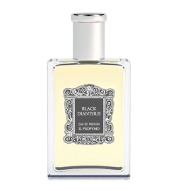 Black Dianthus 100ml
