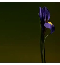 Iris Shot - Olfactive Studio Conseils gratuits et envois!